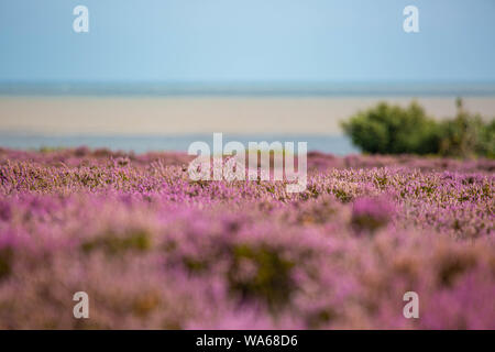 Die lila Heidekraut auf Dunwich Heath Suffolk UK Stockfoto