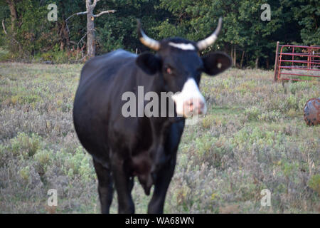 Black Angus Kuh Stockfoto