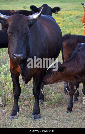 Kuh Krankenpflege Kalb Stockfoto