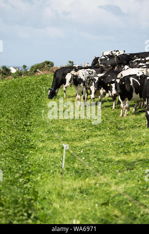 Milchkühe grasen in Großbritannien Stockfoto