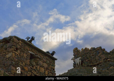 Ziegen sind die einzigen Bewohner jetzt von Alévga, ein Türkisches Dorf in den frühen 1960er Jahren abgebrochene s, südlich der Kokkina Enklave, Nicosia, Zypern Stockfoto