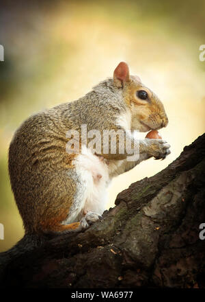 Eichhörnchen ein Hazel Mutter sitzend auf einem Baumstamm Essen Stockfoto