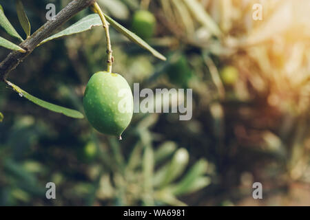 In der Nähe von Reifen auf dem Green Olive Tree Branch Stockfoto