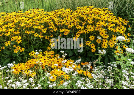 Gelb weiß Blumenbeet, schwarz-Augen Susan Rudbeckia fulgida Goldsturm Pflanze, August Sommer Garten Pflanzen Stockfoto