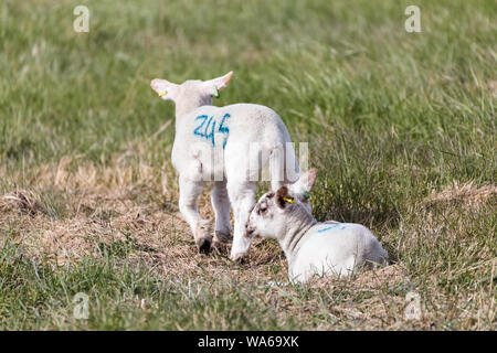 Baby Frühjahr Lämmer genießt die Frühlingssonne in Suffolk ländlicher Welt Stockfoto