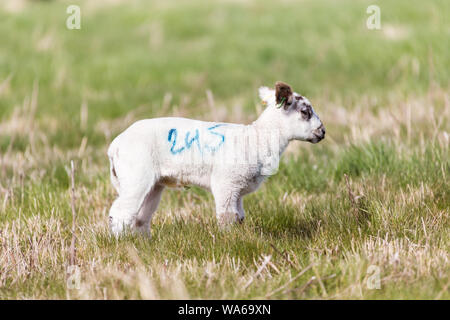 Baby Frühjahr Lämmer genießt die Frühlingssonne in Suffolk ländlicher Welt Stockfoto