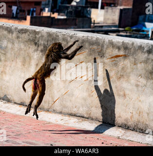 Der Affe springt auf eine Wand in Delhi, Indien Stockfoto