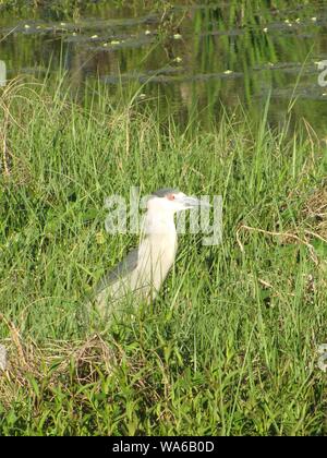 Ich habe diese Wildlife Fotografie eines Black-Crowned Night Heron am Kreis B Bar finden Sie im Zentrum von Florida. Dieser Vogel ist in Florida. Stockfoto