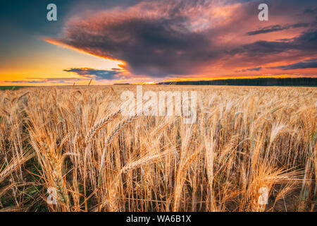 Landwirtschaftliche Landschaft mit der Reife, gelbe Junge Weizenfeld bei Sonnenuntergang Dämmerung Zeit. Juli Monat. Dramatische Himmel am Horizont. Stockfoto