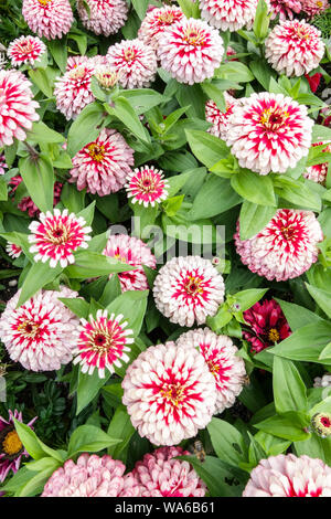 Pinke Zinnien Blumen, Zinnia „Swizzle Cherry and Ivory“ Stockfoto