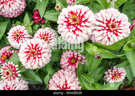 Wizzle Zinnia Zinnia Garten, Cherry und Elfenbein" Stockfoto