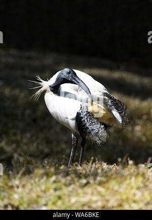 Australian White Ibis (Threskiornis Molukken) putzen, Currumbin, Gold Coast, Queensland, Queensland, Australien Stockfoto