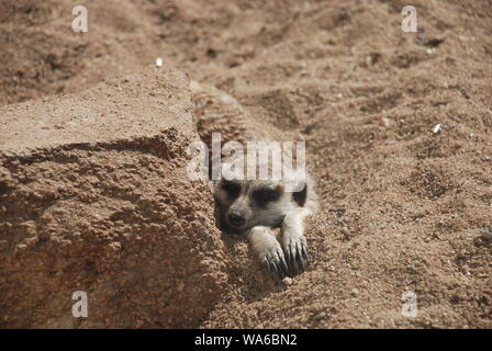 Ein einsamer Erdmännchen in der Sonne ruhen Stockfoto