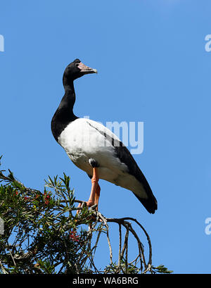 Vertikale Ansicht eines Spaltfußgans (Anseranas semipalmata) in einem Baum gegen den blauen Himmel, das Currumbin, Gold Coast, Queensland, Queensland, Australien Stockfoto