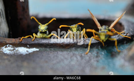 Wespen gucken aus dem Loch der alten rostigen Wasserpumpe im Garten. Europäische Zeitung Wespe, Polistes dominula Stockfoto