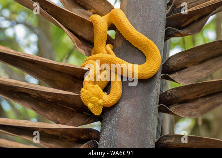 Gelb Wimpern Viper (Testudo schlegelii) in Cahuita, Costa Rica Stockfoto