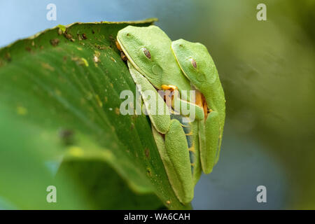 Zwei Red Eyed Tree frogs Schlafen auf Blatt Stockfoto