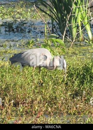 Diese wildlife Bild einer Great Blue Heron war in zentralem Florida am Kreis B Bar finden. Große Blaue Reiher sind Raubvögel. Stockfoto