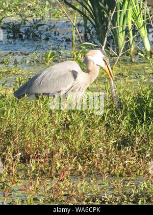 Diese wildlife Bild einer Great Blue Heron war in zentralem Florida am Kreis B Bar finden. Große Blaue Reiher sind Raubvögel. Stockfoto
