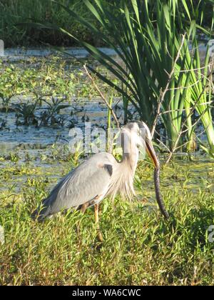 Diese wildlife Bild einer Great Blue Heron war in zentralem Florida am Kreis B Bar finden. Große Blaue Reiher sind Raubvögel. Stockfoto