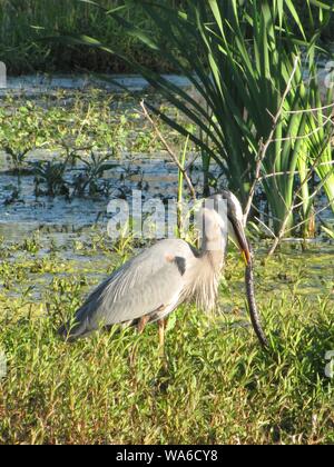 Diese wildlife Bild einer Great Blue Heron war in zentralem Florida am Kreis B Bar finden. Große Blaue Reiher sind Raubvögel. Stockfoto