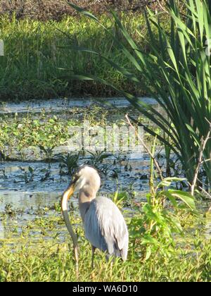 Diese wildlife Bild einer Great Blue Heron war in zentralem Florida am Kreis B Bar finden. Große Blaue Reiher sind Raubvögel. Stockfoto