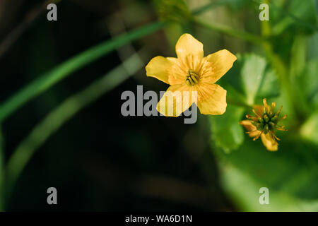 Caltha palustris, bekannt als Sumpf - Ringelblume und Kingcup, ist eine ausdauernde krautige Pflanze der Hahnenfußgewächse, beheimatet in Sümpfen, Mooren, Gräben und W Stockfoto