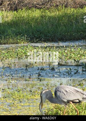 Diese wildlife Bild einer Great Blue Heron war in zentralem Florida am Kreis B Bar finden. Große Blaue Reiher sind Raubvögel. Stockfoto