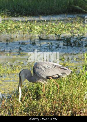 Diese wildlife Bild einer Great Blue Heron war in zentralem Florida am Kreis B Bar finden. Große Blaue Reiher sind Raubvögel. Stockfoto