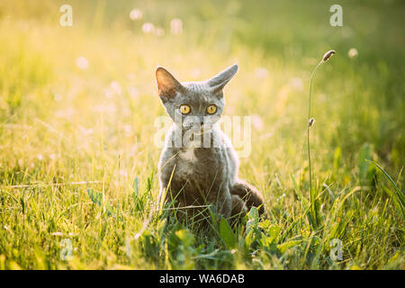 Lustig Junge Grau Devon Rex Kitten Sitzen im grünen Gras. Kurzhaarige Katze der Englischen Rasse. Stockfoto
