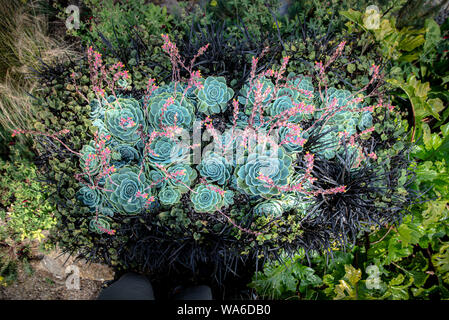 Areal Blick auf Stahl blau Sedum mit rosa und gelbe Blume auf verschiedenen Gras und andere Stauden Stockfoto