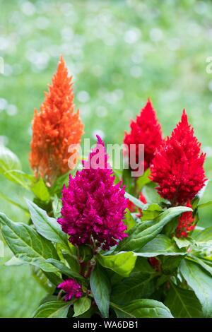 Set aus bunten celosia Pflanzen im hinteren Garten Stockfoto