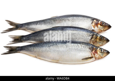 Satz frische ganze Heringe Fisch isoliert auf weißem Stockfoto