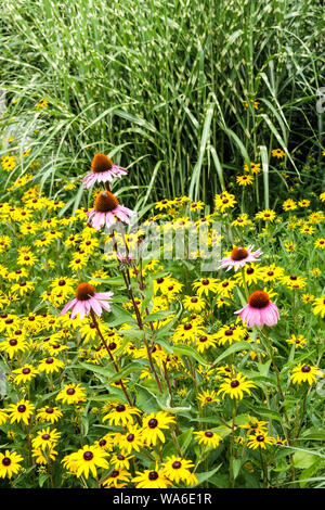 Schwarze Augen Susan Zebra Gras, Rudbeckia fulgida Miscanthus Purple Coneflower, gemischte Gartenblumen Stockfoto