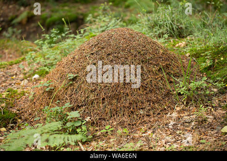 Ein Nest der Waldameise, Formica Rufa, in den herbstlichen Wald im New Forest in Hampshire England UK GB. Die Ameisen sind auch als südliche Holz eine bekannt Stockfoto