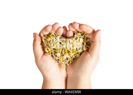 Weibliche Hände halten microgreen Linsen Sprossen in Herzform. Isolierte Bild auf weißem Hintergrund. Stockfoto