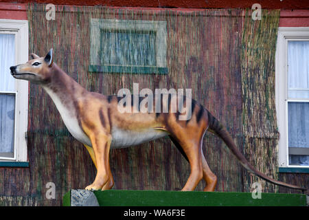 Die großen Beutelwolf, Tasmanian Tiger, Mole Creek, Tasmanien, Australien Stockfoto