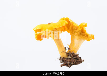 Zwei Pfifferlingen, Cantharellus Cibarius, manchmal auch als "Golden Pfifferlinge, fotografiert auf einem weißen Hintergrund. Pfifferlinge sind beliebte Ein Stockfoto