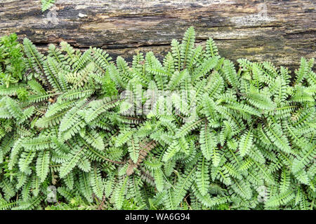 Cotula squalida Neuseeland Messingknöpfen Stockfoto