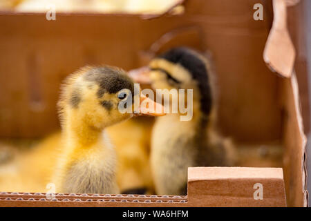 Baby Enten voll in Kisten im Mercado t als Haustiere oder Lebensmittel verkauft werden. Stockfoto