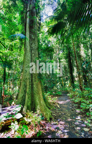 Üppige immergrüne Vordach von dichten Regenwald im Dorrigo Nationalpark rund um Walking Track für Touristen an einem sonnigen Tag mit hohen Bäumen wachsenden Sk Stockfoto