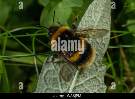 Queen Buff-tailed Hummel, Bombus terrestris, im Frühling. Dorset. Stockfoto