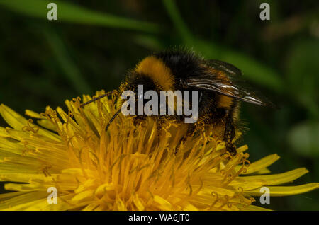 Queen Buff-tailed Hummel, Bombus terrestris, Löwenzahn, im Frühling. Dorset. Stockfoto