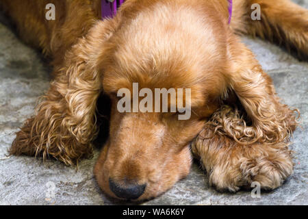 Nahaufnahme eines Cockerspaniels, der auf einer Straße in Sorrento, Italien, schläft Stockfoto