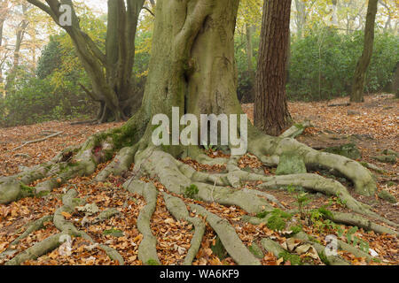 Wurzeln der Gemeinsamen Buche (Fagus sylvatica) St Ives Estate, Bingley, West Yorkshire, England, November Stockfoto