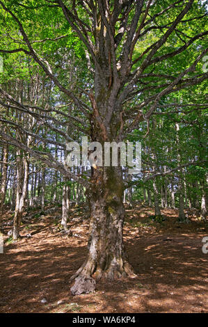 Große Buche (Fagus sylvatica) im Wald, Regionalpark Simbruini Mountains, Latium, Italien Stockfoto