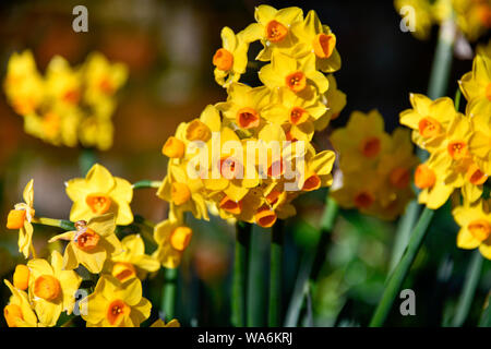 Gelbe Narzissen im Garten, Evandale Tasmanien, Australien Stockfoto