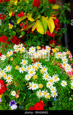 Dekorativ Gänseblümchen, Rosen und Stauden Geranien in einem blumenbeet Garten arrangiert Stockfoto