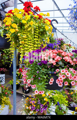 Gelb, Pink und Violett Petunie Blumen in Blumentöpfe in einem Gewächshaus Blumenmarkt Stockfoto