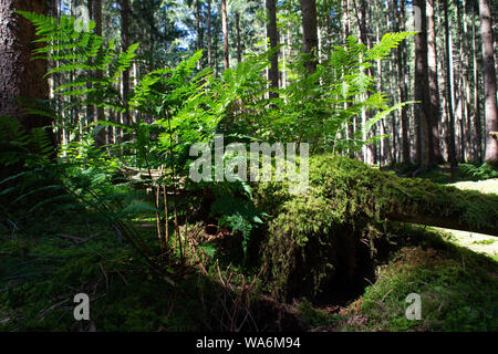 Pilze und Pflanzen im Wald Stockfoto